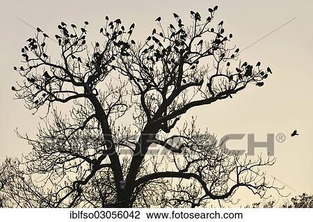 "Building of Rooks (Corvus frugilegus) perched in a tree, Saxony, Germany, Europe" View Large Photo Image Stock Image - "Building of Rooks (Corvus frugilegus) perched in a tree, Saxony, Germany, Europe". Fotosearch
