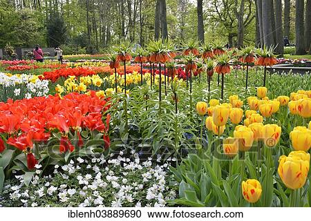 "Bulb plants in the Keukenhof, also known as the Garden of Europe, Lisse, South Holland, The Netherlands, Europe" View Large Photo Image Stock Image - "Bulb plants in the Keukenhof, also known as the Garden of Europe, Lisse, South Holland, The Netherlands, Europe". Fotosearch