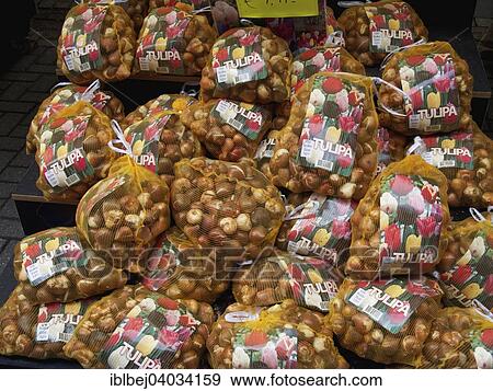 "Bulbs in sacks, Bloemenmarkt, Amsterdam, Province of North Holland, Holland, The Netherlands, Europe" View Large Photo Image Stock Photo - "Bulbs in sacks, Bloemenmarkt, Amsterdam, Province of North Holland, Holland, The Netherlands, Europe". Fotosearch