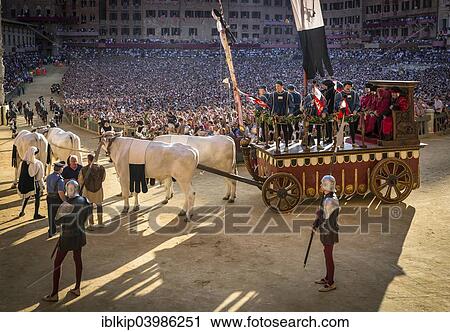 "Bull carriage at the historical parade before the Palio di Siena horse race, Siena, Tuscany, Italy, Europe" View Large Photo Image Stock Image - "Bull carriage at the historical parade before the Palio di Siena horse race, Siena, Tuscany, Italy, Europe". Fotosearch