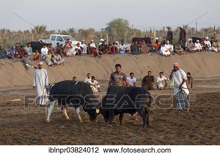 "Bull fight in the Barka Arena, Barka, Al-Batinah province, Oman, Arabian Peninsula, Asia" View Large Photo Image Stock Image - "Bull fight in the Barka Arena, Barka, Al-Batinah province, Oman, Arabian Peninsula, Asia". Fotosearch