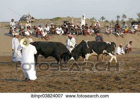 "Bull fight in the Barka Arena, Barka, Al-Batinah province, Oman, Arabian Peninsula, Asia" View Large Photo Image Stock Photo - "Bull fight in the Barka Arena, Barka, Al-Batinah province, Oman, Arabian Peninsula, Asia". Fotosearch