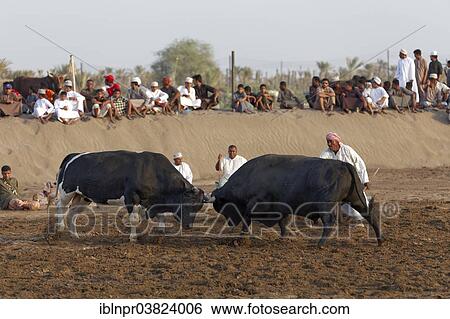 "Bull fight in the Barka Arena, Barka, Al-Batinah province, Oman, Arabian Peninsula, Asia" View Large Photo Image Stock Photograph - "Bull fight in the Barka Arena, Barka, Al-Batinah province, Oman, Arabian Peninsula, Asia". Fotosearch