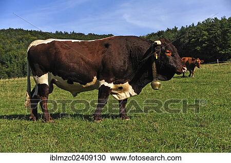 "Bull in a pasture, Weissbach, Middle Franconia, Bavaria, Germany, Europe, PublicGround, Europe" View Large Photo Image Stock Image - "Bull in a pasture, Weissbach, Middle Franconia, Bavaria, Germany, Europe, PublicGround, Europe". Fotosearch