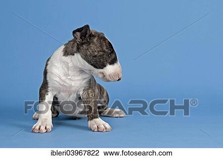 "Bull Terrier puppy, 6 weeks, brindle and white" View Large Photo Image Stock Image - "Bull Terrier puppy, 6 weeks, brindle and white". Fotosearch