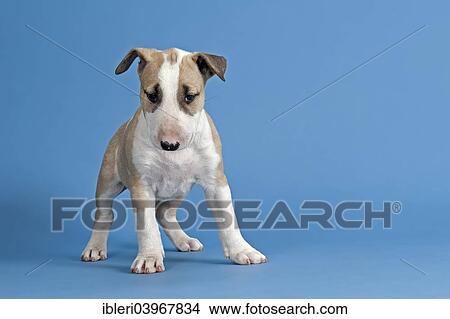 Picture - "Bull Terrier puppy, 6 weeks, red and white". Fotosearch