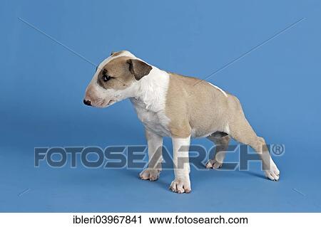 "Bull Terrier puppy, 6 weeks, red and white with marking" View Large Photo Image Stock Image - "Bull Terrier puppy, 6 weeks, red and white with marking". Fotosearch