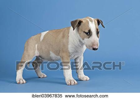 Stock Photography - "Bull Terrier puppy, 6 weeks, red and white". Fotosearch