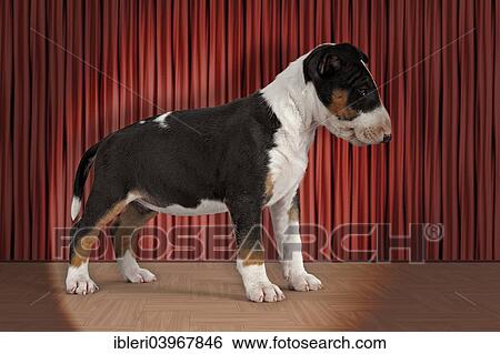 "Bull Terrier, puppy, 6 weeks, tricolour" View Large Photo Image Stock Photograph - "Bull Terrier, puppy, 6 weeks, tricolour". Fotosearch