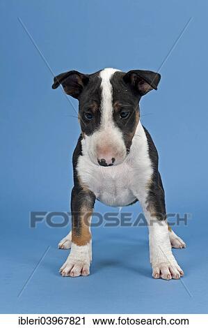 Stock Image - "Bull Terrier puppy, 6 weeks, tricolor". Fotosearch