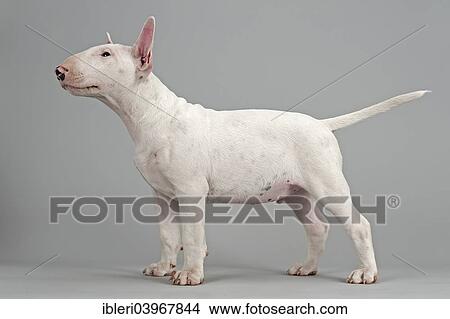 "Bull Terrier puppy, 6 weeks, white" View Large Photo Image Picture - "Bull Terrier puppy, 6 weeks, white". Fotosearch