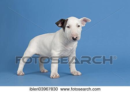 "Bull Terrier puppy, 6 weeks, white with markings" View Large Photo Image Stock Image - "Bull Terrier puppy, 6 weeks, white with markings". Fotosearch