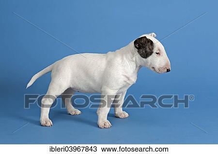 Stock Image - "Bull Terrier puppy, 6 weeks, white with marking". Fotosearch