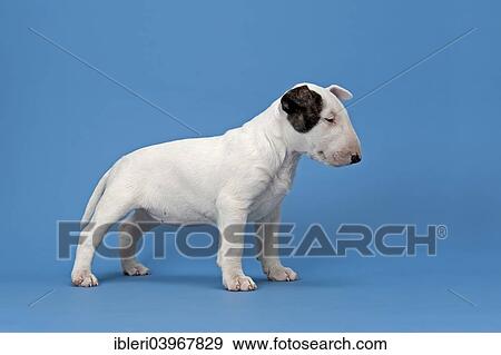 "Bull Terrier puppy, 6 weeks, white with markings" View Large Photo Image Stock Photo - "Bull Terrier puppy, 6 weeks, white with markings". Fotosearch