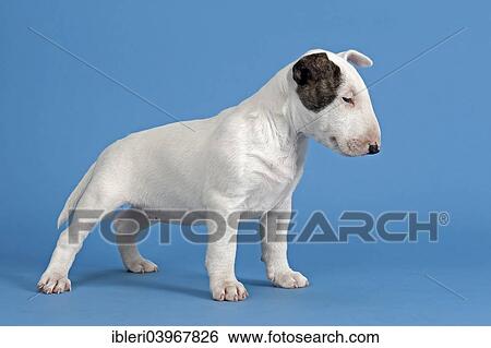 "Bull Terrier puppy, 6 weeks, white with markings" View Large Photo Image Stock Photograph - "Bull Terrier puppy, 6 weeks, white with markings". Fotosearch
