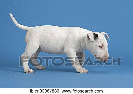 "Bull Terrier puppy, 6 weeks, white" View Large Photo Image Stock Photograph - "Bull Terrier puppy, 6 weeks, white". Fotosearch