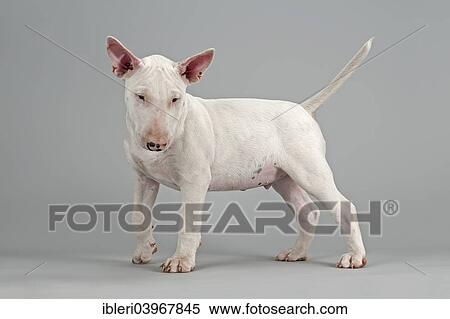 "Bull Terrier puppy, 6 weeks, white" View Large Photo Image Stock Photography - "Bull Terrier puppy, 6 weeks, white". Fotosearch