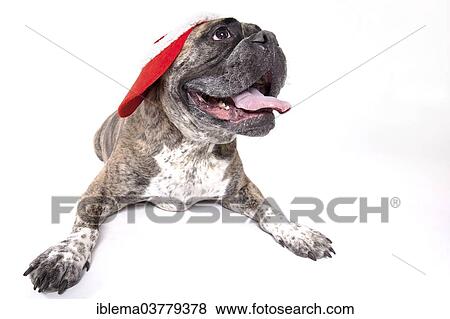 Bulldog wearing a santa cap View Large Photo Image Stock Photo - Bulldog wearing a santa cap. Fotosearch
