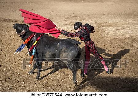 "Bullfighter performing a """"Veronica"""", bullfighting, El Barco de Avila, Avila, Spain, Europe" View Large Photo Image Picture - "Bullfighter performing a """"Veronica"""", bullfighting, El Barco de Avila, Avila, Spain, Europe". Fotosearch