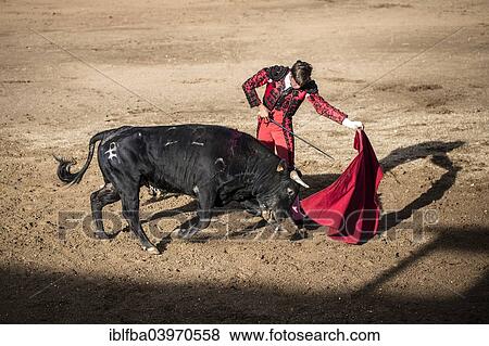 "Bullfighter performing a """"Veronica"""", bullfighting, El Barco de Avila, Avila, Spain, Europe" View Large Photo Image Stock Photo - "Bullfighter performing a """"Veronica"""", bullfighting, El Barco de Avila, Avila, Spain, Europe". Fotosearch