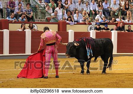 Stock Photo - "Bullfighting, Matador with muleta and sword, fighting bull impaled with banderillas in bullring, 'Tercio de muerte' stage of bullfight, Spain, Europe". Fotosearch