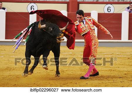 "Bullfighting, Matador with muleta, fighting bull impaled with banderillas in bullring, 'Tercio de muerte' stage of bullfight, Spain, Europe" View Large Photo Image Stock Photo - "Bullfighting, Matador with muleta, fighting bull impaled with banderillas in bullring, 'Tercio de muerte' stage of bullfight, Spain, Europe". Fotosearch