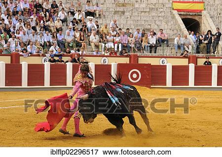 "Bullfighting, Matador with muleta, fighting bull impaled with banderillas in bullring, 'Tercio de muerte' stage of bullfight, Spain, Europe" View Large Photo Image Stock Photo - "Bullfighting, Matador with muleta, fighting bull impaled with banderillas in bullring, 'Tercio de muerte' stage of bullfight, Spain, Europe". Fotosearch