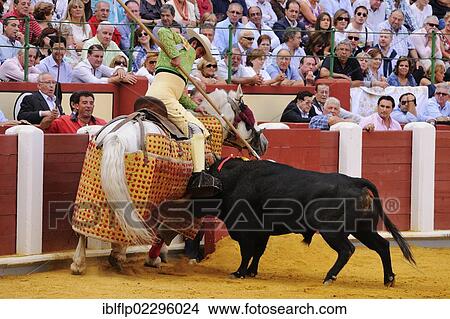 "Bullfighting, Picador with lance, mounted on horse with 'Peto' protection, fighting bull in bullring, 'Tercio de varas' stage, Spain, Europe" View Large Photo Image Picture - "Bullfighting, Picador with lance, mounted on horse with 'Peto' protection, fighting bull in bullring, 'Tercio de varas' stage, Spain, Europe". Fotosearch