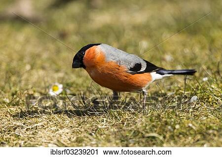 "Bullfinch or Eurasian Bullfinch (Pyrrhula pyrrhula), male, Hesse, Germany, Europe" View Large Photo Image Stock Image - "Bullfinch or Eurasian Bullfinch (Pyrrhula pyrrhula), male, Hesse, Germany, Europe". Fotosearch