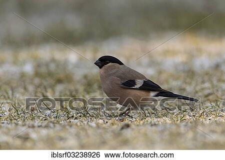 "Bullfinch or Eurasian Bullfinch (Pyrrhula pyrrhula), female, Hesse, Germany, Europe" View Large Photo Image Stock Photograph - "Bullfinch or Eurasian Bullfinch (Pyrrhula pyrrhula), female, Hesse, Germany, Europe". Fotosearch