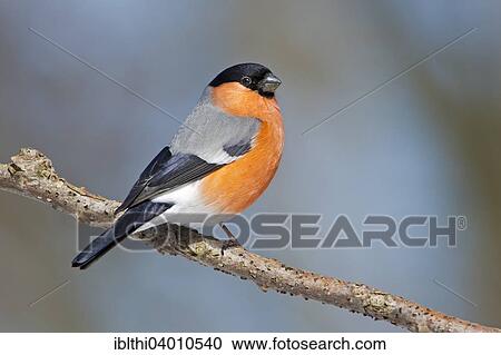 "Bullfinch (Pyrrhula pyrrhula), male, Middle Elbe Biosphere Reserve, Saxony-Anhalt, Germany, Europe" View Large Photo Image Stock Image - "Bullfinch (Pyrrhula pyrrhula), male, Middle Elbe Biosphere Reserve, Saxony-Anhalt, Germany, Europe". Fotosearch