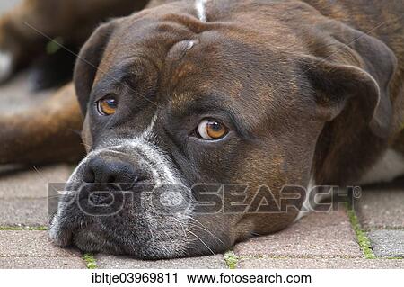 Stock Image - Bullmastiff-Alano hybrid dog relaxing on a pavement. Fotosearch