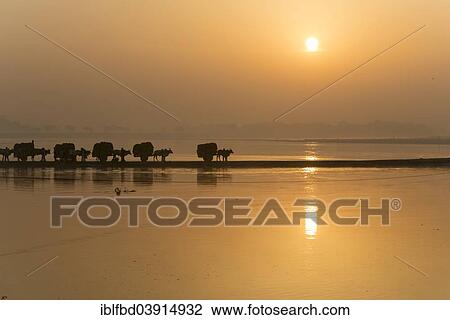 Stock Image - "Bullock carts crossing the Yamuna river on a dam at sunrise, Vrindavan, Uttar Pradesh, India, Asia". Fotosearch