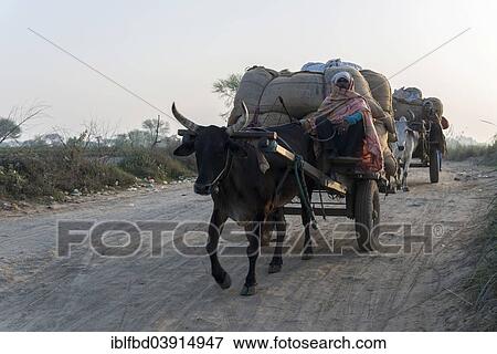 Stock Photo - "Bullock carts on a road in the morning, Vrindavan, Uttar Pradesh, India, Asia". Fotosearch