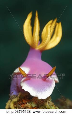 Stock Photo - "Bullocks Hypselodoris (Chromodoris bullockii), UNESCO World Heritage Site, Great Barrier Reef, Australia, Pacific Ocean, Oceania". Fotosearch