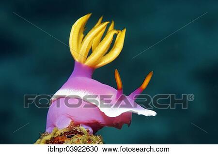 "Bullocks Hypselodoris (Hypselodoris bullockii), Sabang Beach, Puerto Galera, Mindoro, Philippines, Asia" View Large Photo Image Stock Image - "Bullocks Hypselodoris (Hypselodoris bullockii), Sabang Beach, Puerto Galera, Mindoro, Philippines, Asia". Fotosearch