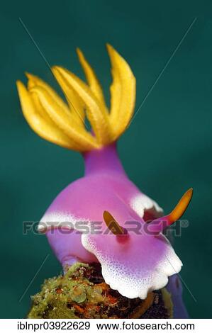 "Bullocks Hypselodoris (Hypselodoris bullockii), Sabang Beach, Puerto Galera, Mindoro, Philippines, Asia" View Large Photo Image Stock Photo - "Bullocks Hypselodoris (Hypselodoris bullockii), Sabang Beach, Puerto Galera, Mindoro, Philippines, Asia". Fotosearch