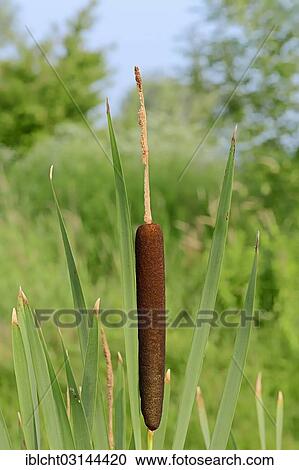 "Bulrush or Broadleaf Cattail (Typha latifolia), inflorescence, North Rhine-Westphalia, Germany, Europe" View Large Photo Image Stock Image - "Bulrush or Broadleaf Cattail (Typha latifolia), inflorescence, North Rhine-Westphalia, Germany, Europe". Fotosearch
