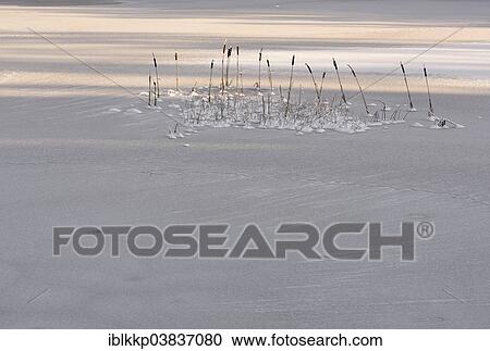 "Bulrush (Typha) on a frozen lake, Treseburg, Saxony-Anhalt, Germany, Europe" View Large Photo Image Stock Image - "Bulrush (Typha) on a frozen lake, Treseburg, Saxony-Anhalt, Germany, Europe". Fotosearch