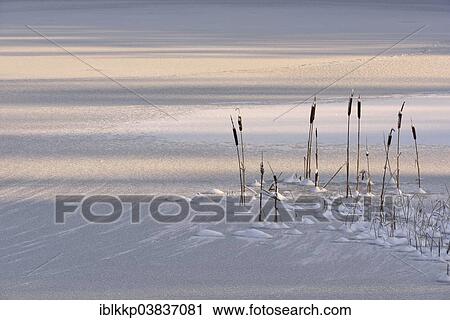 "Bulrush (Typha) on a frozen lake, Treseburg, Saxony-Anhalt, Germany, Europe" View Large Photo Image Stock Image - "Bulrush (Typha) on a frozen lake, Treseburg, Saxony-Anhalt, Germany, Europe". Fotosearch