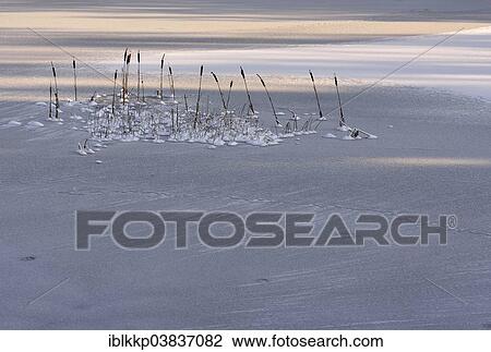 "Bulrush (Typha) on a frozen lake, Treseburg, Saxony-Anhalt, Germany, Europe" View Large Photo Image Stock Image - "Bulrush (Typha) on a frozen lake, Treseburg, Saxony-Anhalt, Germany, Europe". Fotosearch