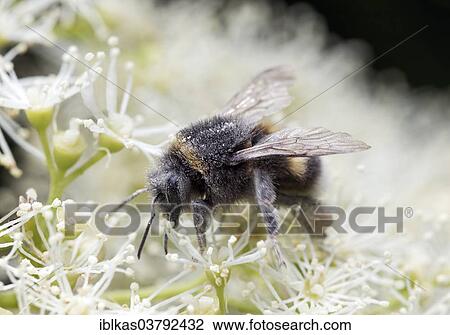 Bumblebee (Bombus hortorum) collecting nectar and pollen from a Climbing Hydrangea (Hydrangea petiolaris) View Large Photo Image Stock Image - Bumblebee (Bombus hortorum) collecting nectar and pollen from a Climbing Hydrangea (Hydrangea petiolaris). Fotosearch
