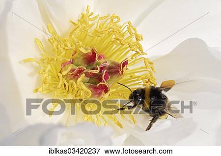 "Bumblebee (Bombus hortorum) with pollen loads perched on a Chinese Peony (Paeonia lactiflora), """"Zu Zu"""" variety" View Large Photo Image Stock Photo - "Bumblebee (Bombus hortorum) with pollen loads perched on a Chinese Peony (Paeonia lactiflora), """"Zu Zu"""" variety". Fotosearch