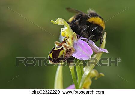 "Bumblebee (Bombus sp. ), adult male, attempting to mate with Bee Orchid (Ophrys sp. ), flower, mistaking it for female of species, Italy, Europe" View Large Photo Image Stock Image - "Bumblebee (Bombus sp. ), adult male, attempting to mate with Bee Orchid (Ophrys sp. ), flower, mistaking it for female of species, Italy, Europe". Fotosearch