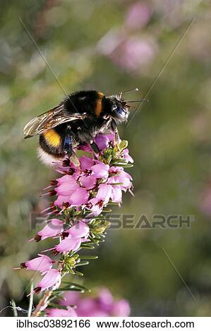 "Bumblebee (Bombus terrestris) on winter heather flowers, Tyrol, Austria, Europe" View Large Photo Image Stock Photograph - "Bumblebee (Bombus terrestris) on winter heather flowers, Tyrol, Austria, Europe". Fotosearch