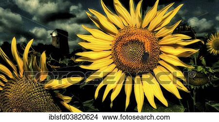 "Bumblebee sitting on a sunflower, Brandenburg, Germany, Europe" View Large Photo Image Picture - "Bumblebee sitting on a sunflower, Brandenburg, Germany, Europe". Fotosearch
