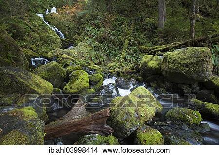 "Bunch Creek Falls at the Quinault Lake, Aberdeen, Washington, United States, North America" View Large Photo Image Picture - "Bunch Creek Falls at the Quinault Lake, Aberdeen, Washington, United States, North America". Fotosearch