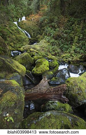 "Bunch Creek Falls at the Quinault Lake, Aberdeen, Washington, United States, North America" View Large Photo Image Stock Image - "Bunch Creek Falls at the Quinault Lake, Aberdeen, Washington, United States, North America". Fotosearch