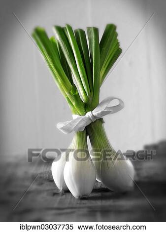 Stock Photography - Bunch of Fresh spring onions. Fotosearch