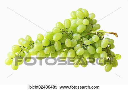 Stock Photography - Bunch of Grapes (Vitis vinifera). Fotosearch